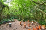 Hwansang Gotjawal Forest (환상숲곶자왈공원)