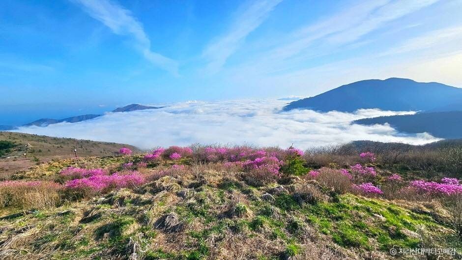 경남_하동_지리산대박터고매감 주변 전경