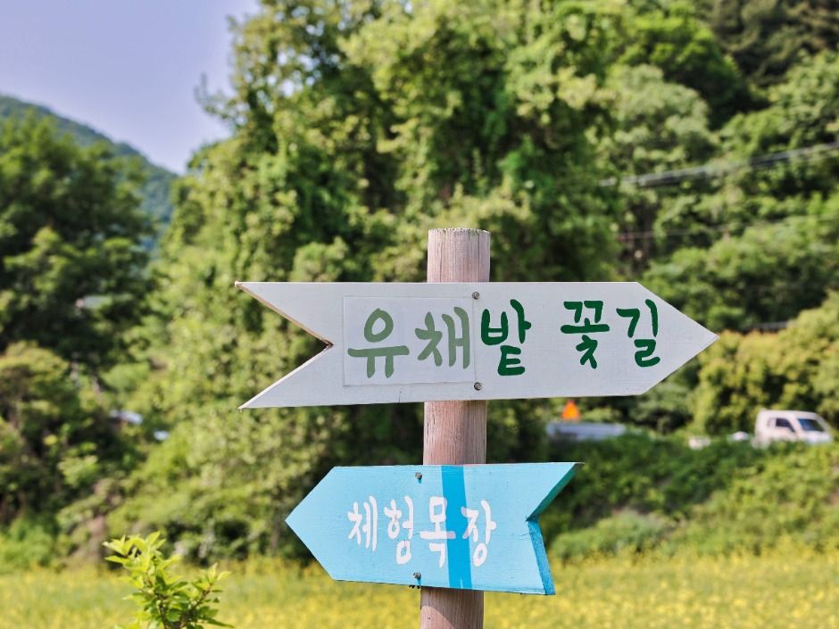 가평 양떼목장 유채꽃축제