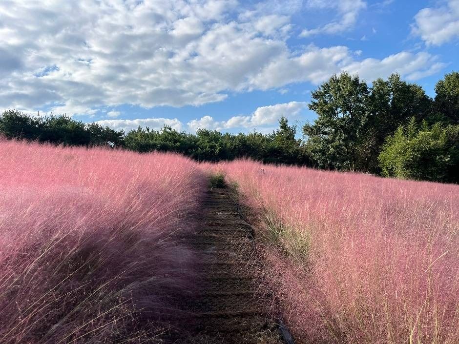 Pink Muhly Zone en la Blue Farm de Gochang (고창청농원 핑크뮬리시즌)