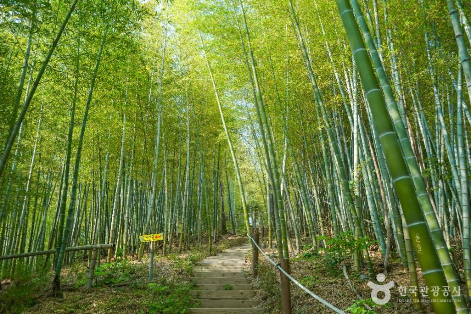 거제맹종죽테마공원