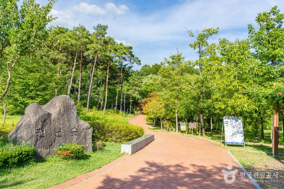안동_천년숲 (6)