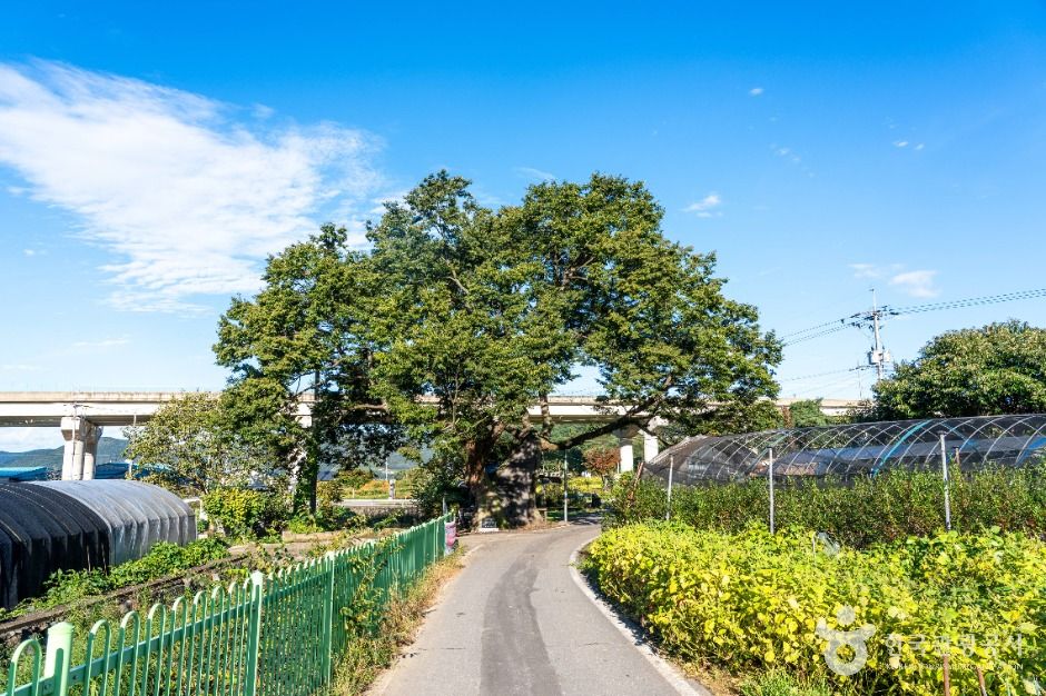 은골구기자마을