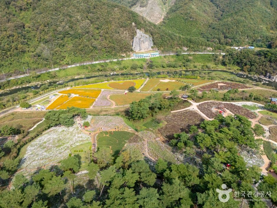 thumbnail-정읍 구절초 지방정원-1