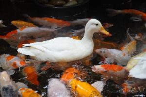 아쿠아플라넷_1