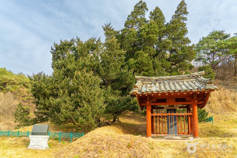 청송 장전리 향나무