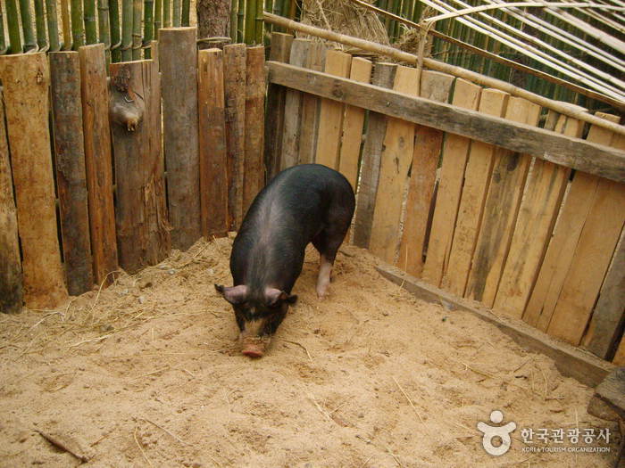 지리산 약초밭을 헤매며 자란 산청 흑돼지