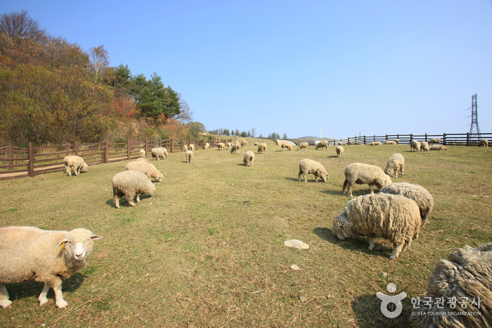 Eco Green Campus [Daegwallyeong Samyang Ranch] (에코그린 캠퍼스, 구 대관령 삼양목장)