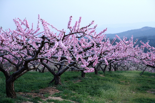 강릉 복사꽃축제 2019