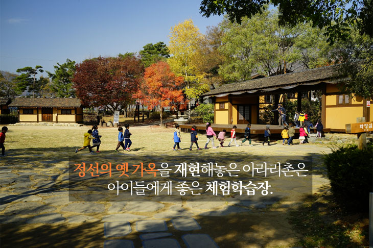 카페 아라미스 강원 애견맛집