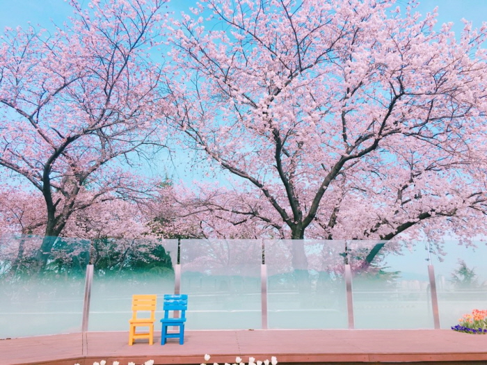 Festival des cerisiers à E-world 2019 (이월드 별빛벚꽃축제 2019)