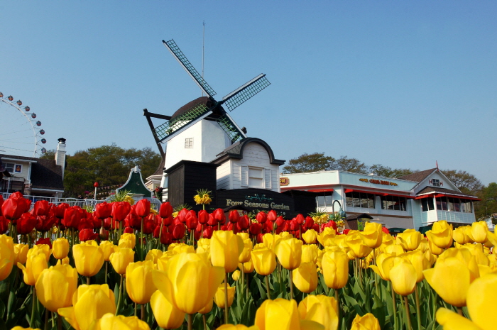 Festival des tulipes à Everland (에버랜드 튤립축제)