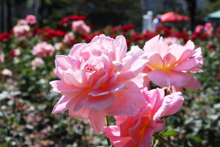 원주 장미축제 20193