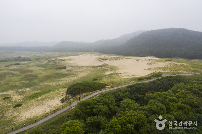 Dune de sable côtière de Sinduri (태안 신두리 해안사구)