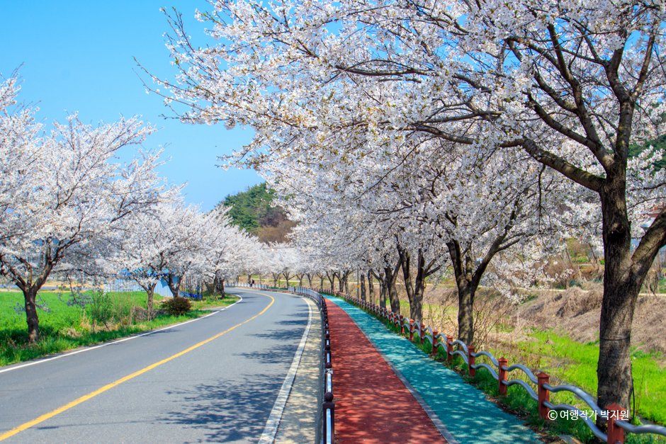 광천 오서산 벚꽃길
