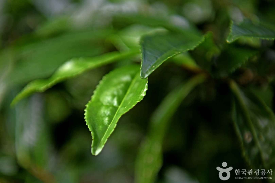 보성녹차 시배지