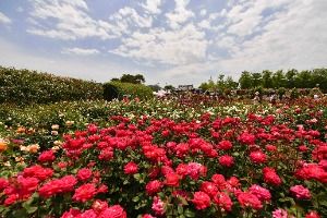 2025 곡성세계장미축제 2