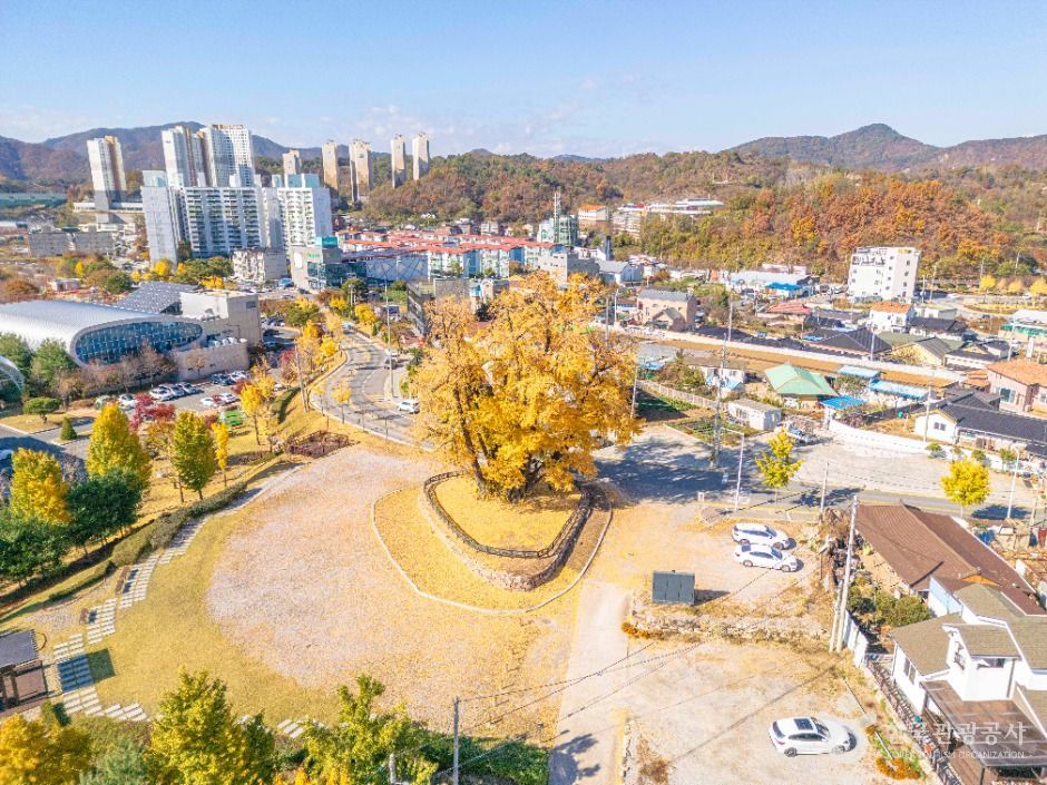 영월 하송리 은행나무