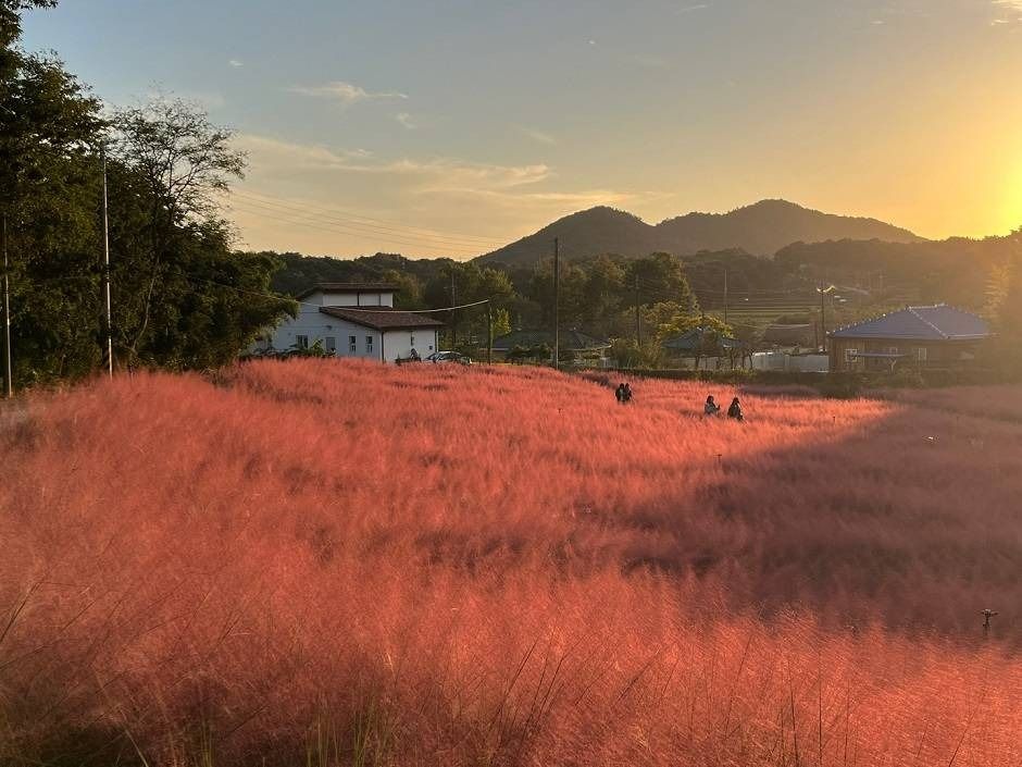 Pink Muhly Zone en la Blue Farm de Gochang (고창청농원 핑크뮬리시즌)