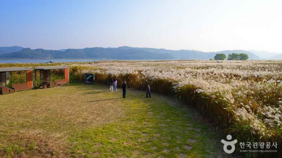 신성리 갈대밭