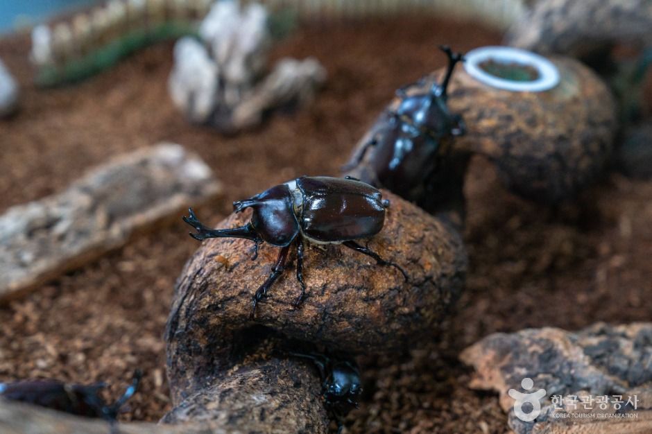 원주_원주곤충마을박물관 (6)