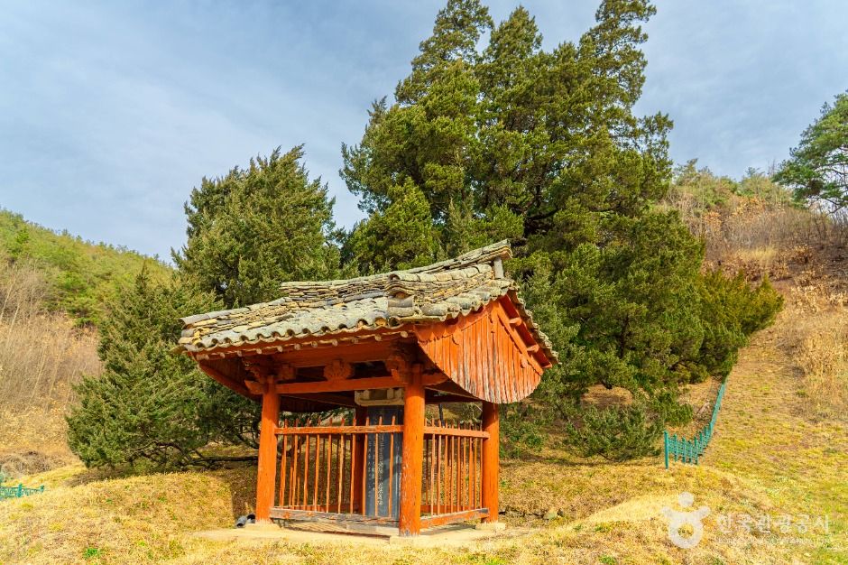 청송 장전리 향나무