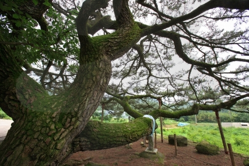 장흥 옥당리 효자송4