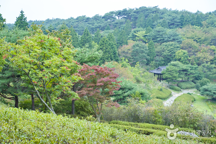 Bosque Recreativo de Anmyeondo (안면도자연휴양림)