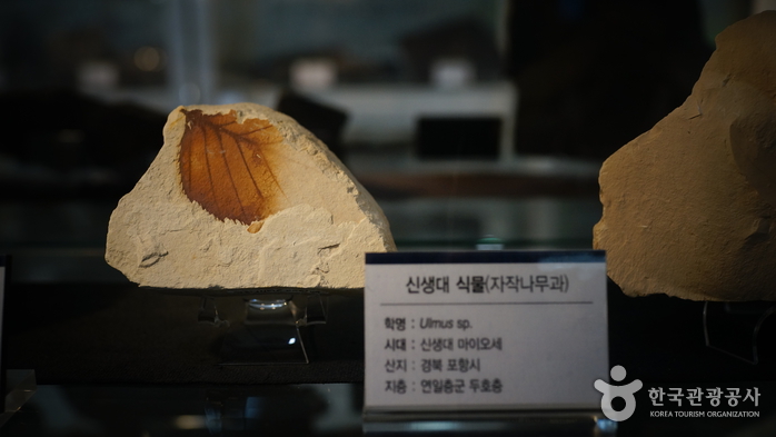 한국화석기증전시관의 식물화석