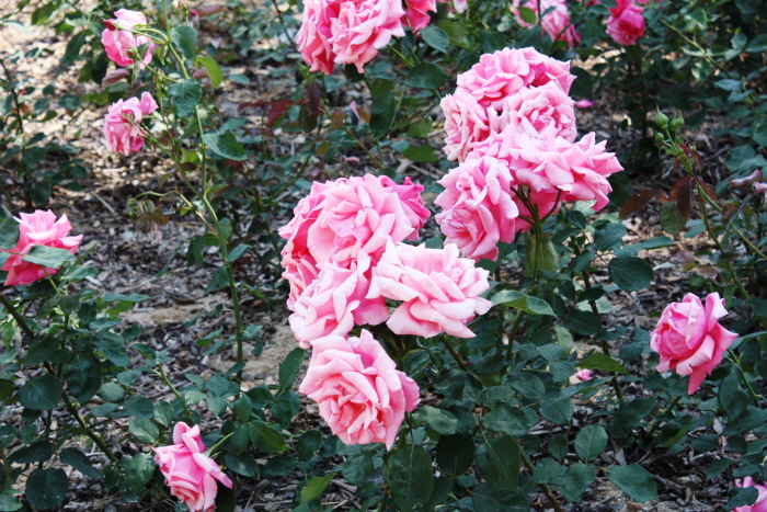 원주 장미축제 20194