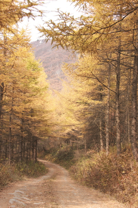 하이원 하늘길 트레킹 페스티벌 20195