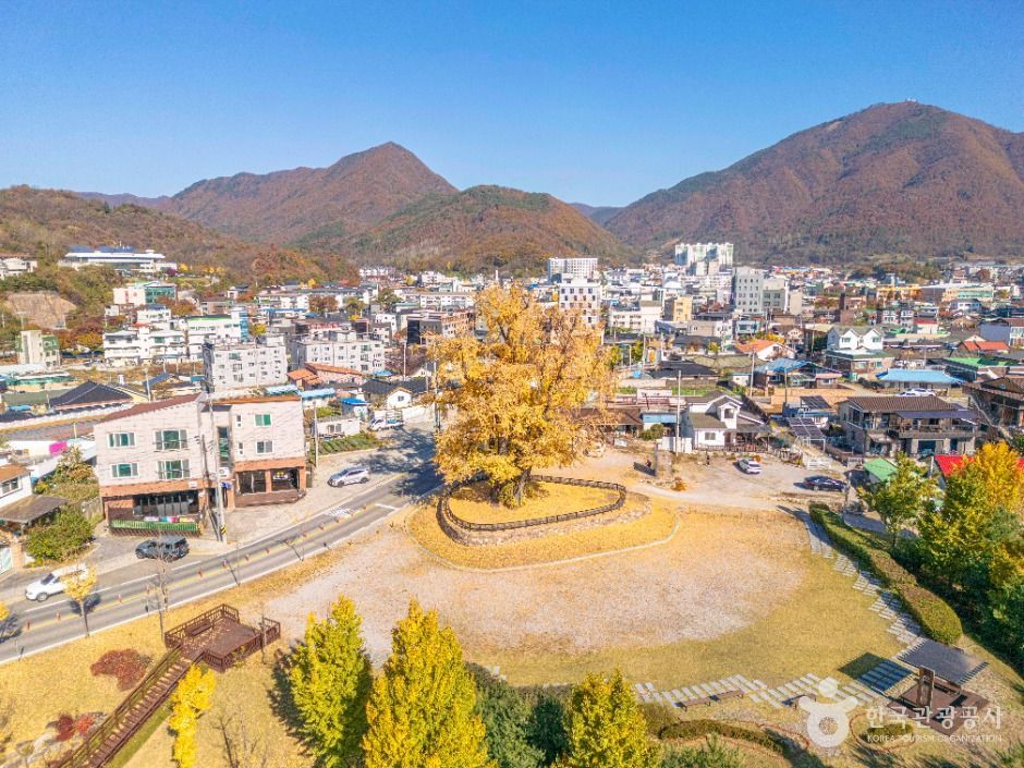 영월 하송리 은행나무