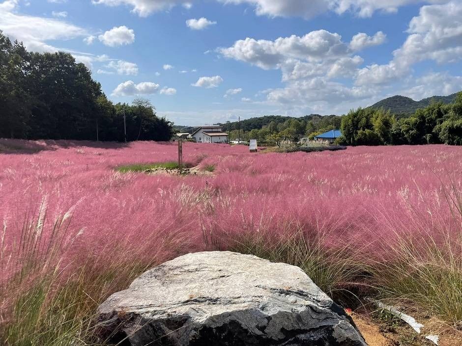 Pink Muhly Zone en la Blue Farm de Gochang (고창청농원 핑크뮬리시즌)