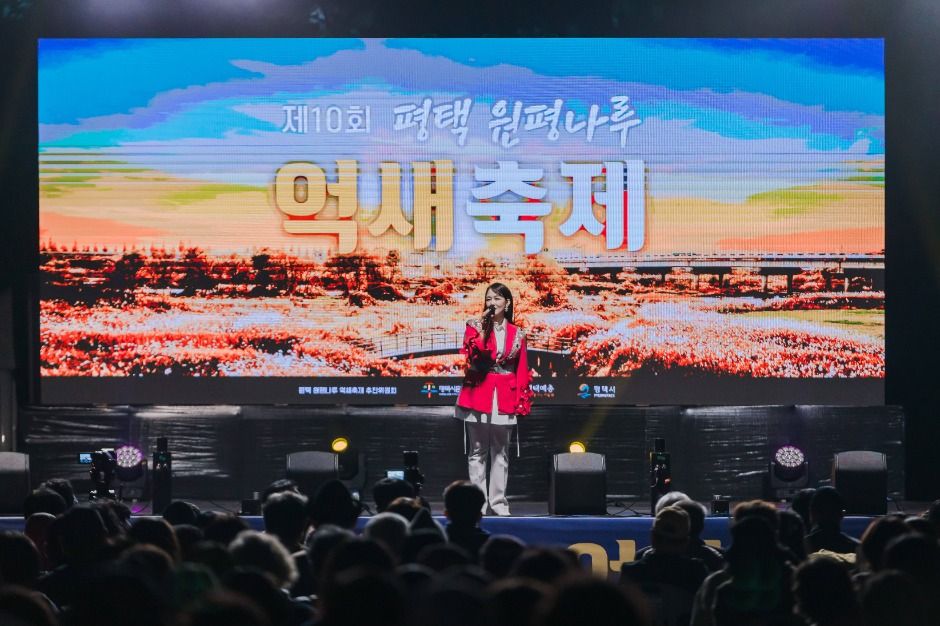 평택 원평나루 억새축제
