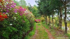 세종_금남 백로 서식지 (5)