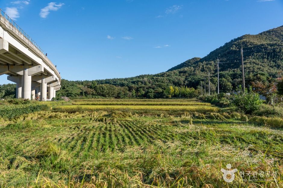 은골구기자마을