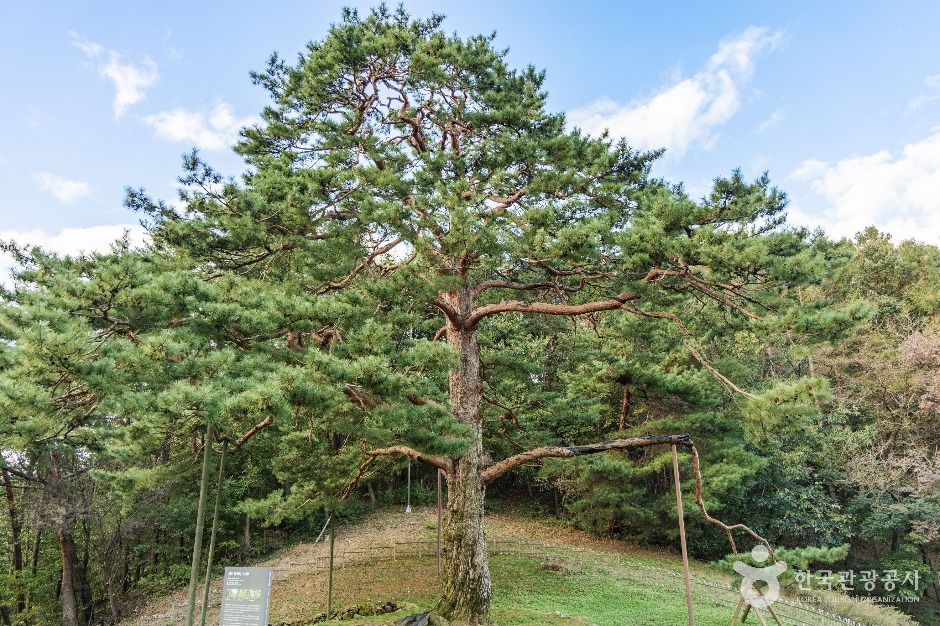 괴산 적석리 소나무