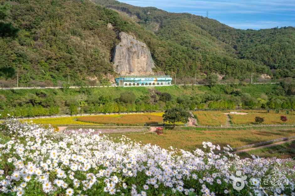 thumbnail-정읍 구절초 지방정원-3