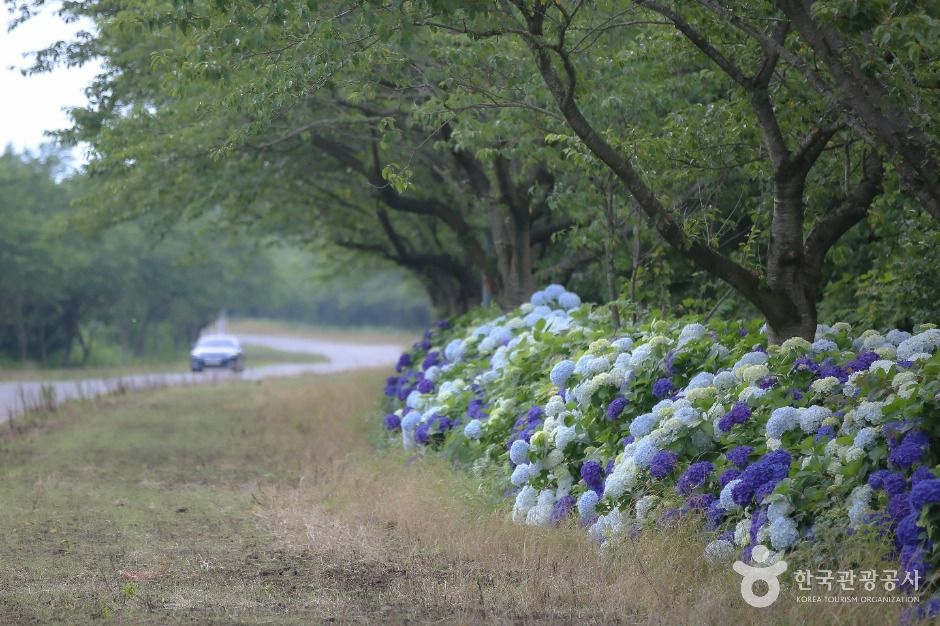 thumbnail-녹산로 유채꽃도로-1