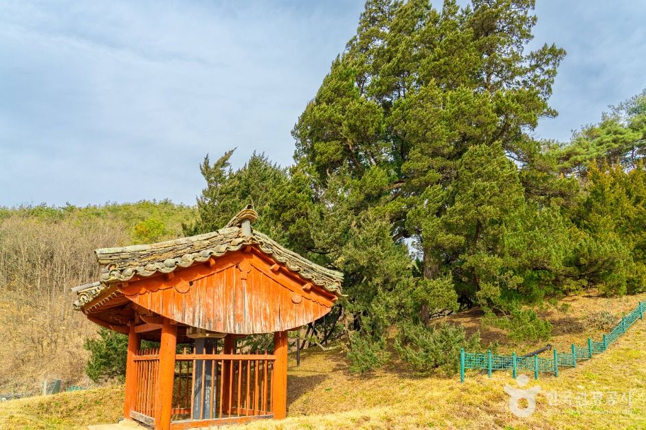 청송 장전리 향나무