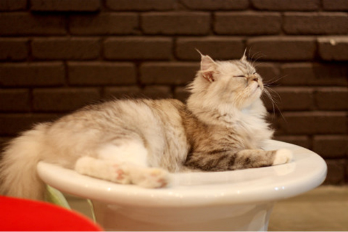 Café Gio Cat (지오캣)