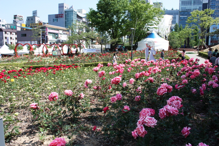 원주 장미축제 20195