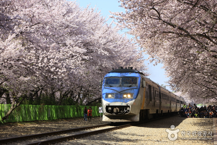 Camino de los Cerezos de la Estación de Gyeonghwa (경화역 벚꽃길)