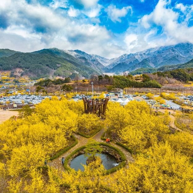 求礼サンシュユ祭り（구례산수유꽃축제）