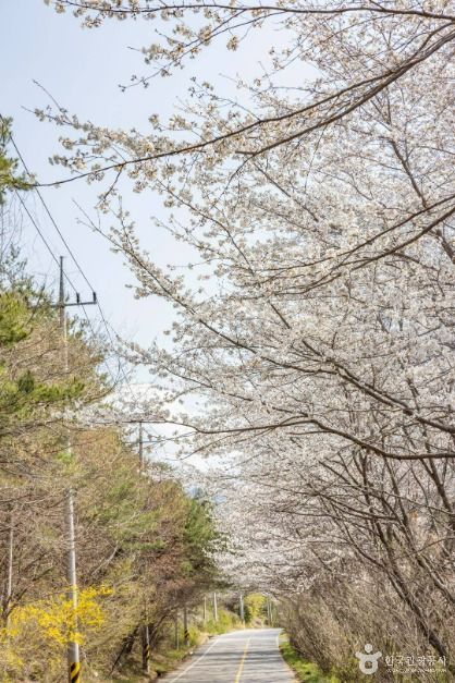 낙안읍성 벚꽃길