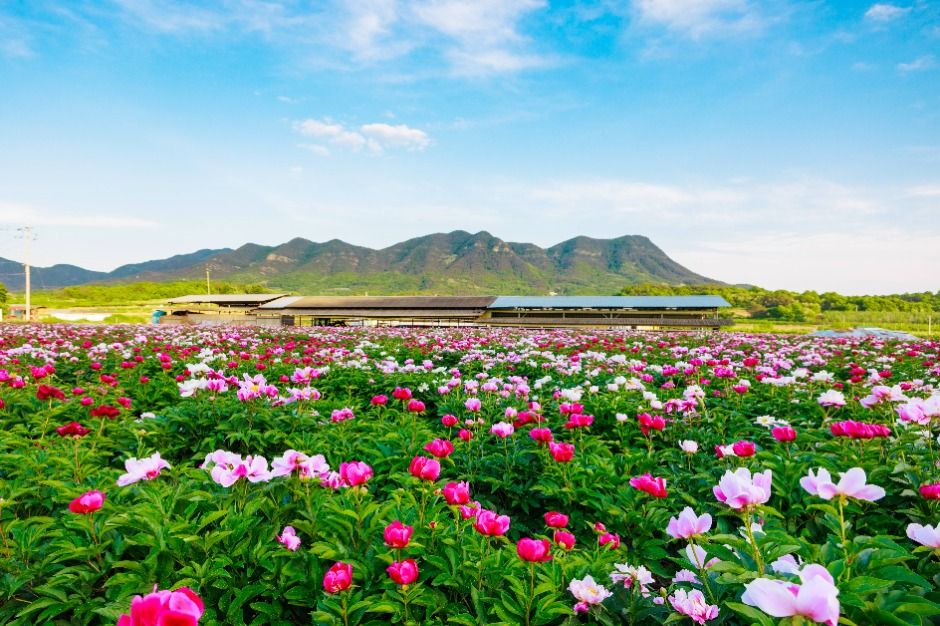 금성산·비봉산(의성)