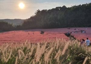 고창청농원 핑크뮬리시즌