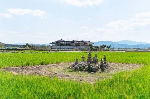 경주_분황사 청보리밭 (1)