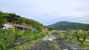 세종_금남 백로 서식지 (6)