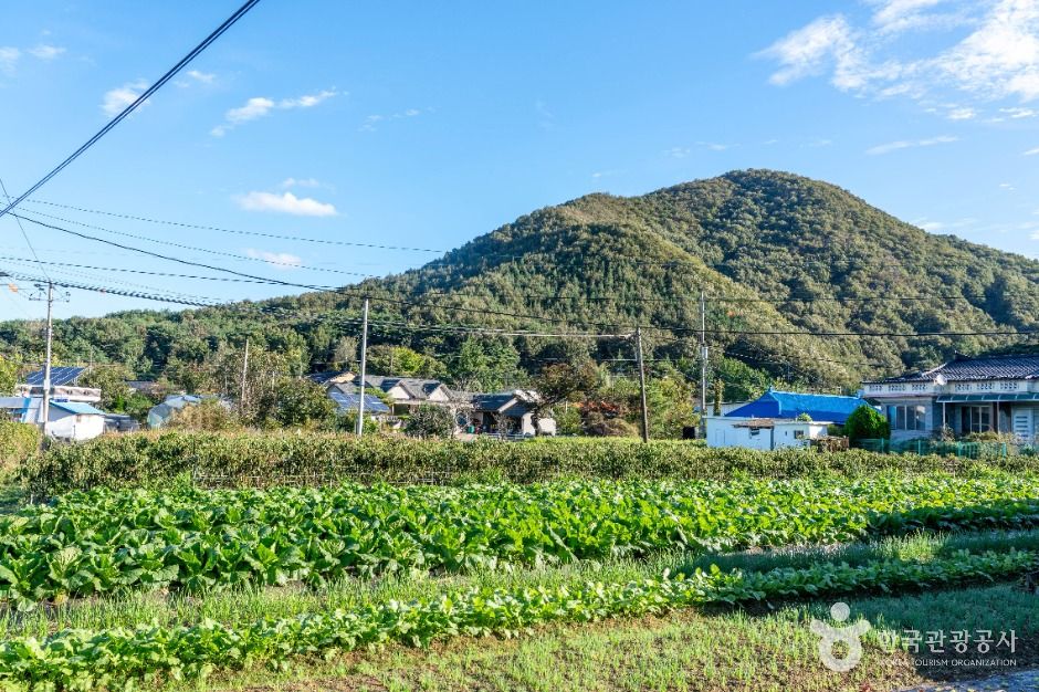 은골구기자마을